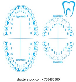 Orthodontic Tooth Chart