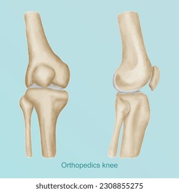 Orthopedics of knee anatomy ap and lateral view.