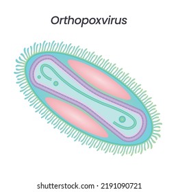 Orthopoxvirus Monkeypox Smallpox Chickenpox Scientific Isolated Vector