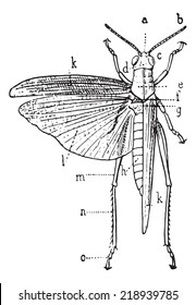 Orthoptera, vintage engraved illustration. Dictionary of words and things - Larive and Fleury - 1895.