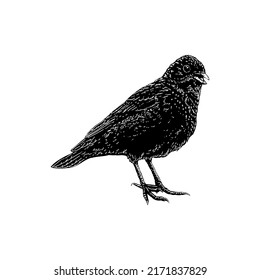 Ilustración del vector de dibujo manual de la agrupación Ortolan aislada en fondo blanco