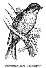 Ortolan is a species of bird native to the coasts of the Mediterranean Sea, vintage line drawing or engraving illustration.