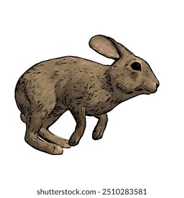 Oryctolagus cuniculus, diseño de ilustración de vector de conejo aislado 
