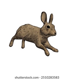 Oryctolagus cuniculus , rabbit vektor ilustration design isolated 