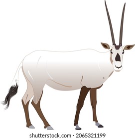 oryx antelope animal vector white