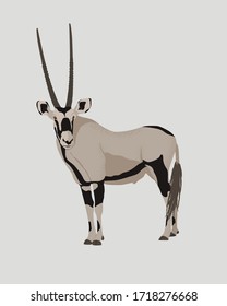 Oryx antelope vector illustration. Gemsbok with long straight horns and dark markings. Desert animal  conservation. 