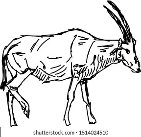 Oryx drawing, illustration, vector on white background.