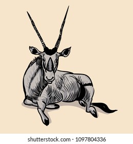 Oryx side view pose. Hand drawn realistic illustrations isolated on background. Vector doodle design. 