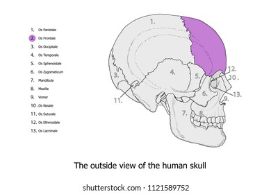 Os Frontale colored with purple and anatomy illustration of the skull structure