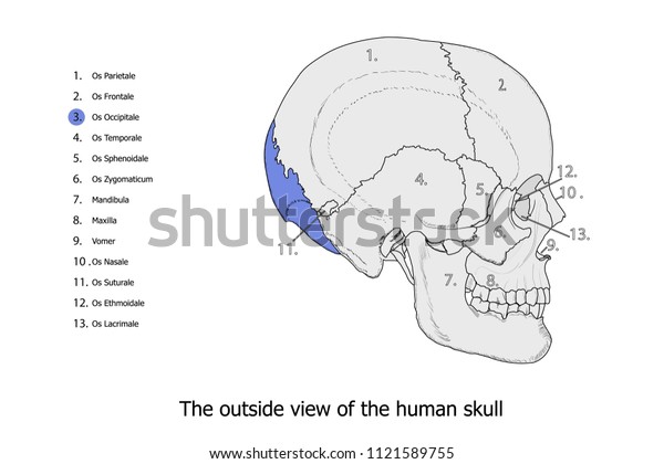 Os Occipitale Colored Dark Purple Anatomy Stock Vector Royalty Free 1121589755 Shutterstock 4959