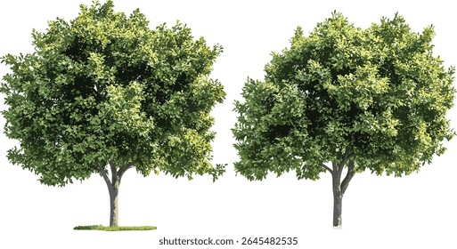 Osage laranja Maclura pomifera arvores pack, vista frontal fundo transparente, coroa verde exuberante, ilustração vetorial, elemento de projeto de jardinagem, arquivo de paisagismo urbano.