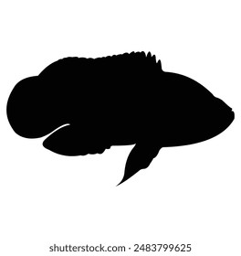 Oscar fish silhouette vector design. black and white.