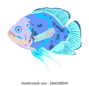 Oscar fish vector illustration isolated on white background. Aquarium fish, exotic under water world. Coral reef Pisces. Aquarium fish.