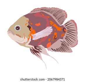 Oscar fish vector illustration isolated on white background. Aquarium fish, exotic under water world. Coral reef Pisces. Aquarium fish.