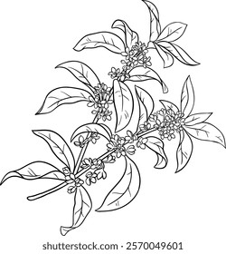 osmanthus branch vector isolated illustration