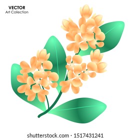 Osmanthus flower isolate, Vector illustration design element