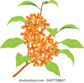 Osmanthus flowers are orange in color, very small, and emit a sweet, mellow scent.