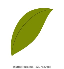 Osmanthus, fragrant olive leaf illustration. Hand drawn style flat design, isolated vector. Botanical element, plant, foliage