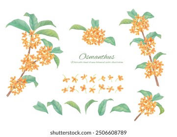 Osmanthus frame material painted in watercolor