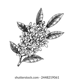 Osmanthus, dibujo de la rama de olivo del té. Planta aromática dibujada a mano Ilustración vectorial. Ingrediente de cosméticos y perfumería. NO AI generado