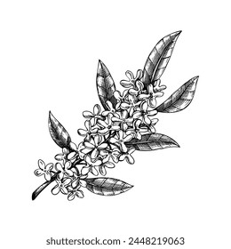 Osmanthus, tea olive branch sketch. Aromatic plant hand-drawn vector illustration. Cosmetics and perfumery ingredient. NOT AI generated