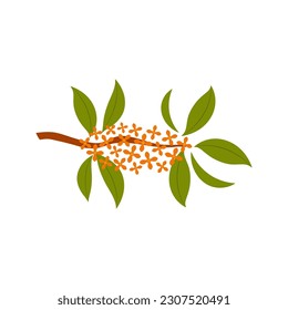 Osmanthus tree branch with flowers illustration. Hand drawn style flat design, isolated vector. Traditional Asian holiday Mid Autumn Festival floral, botanical element, fragrant olive bloom, blossom