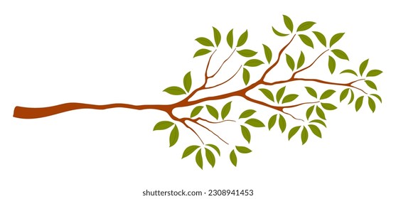 Osmanthus tree branch with leaves illustration. Hand drawn style flat design, isolated vector. Botanical element, plant, foliage