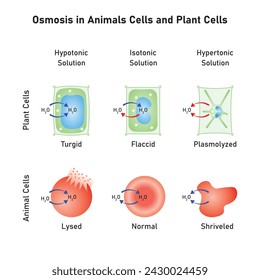 Ósmosis en Células Animales y Células Vegetales Diseño científico. Ilustración vectorial.	