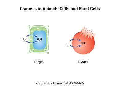Ósmosis en Células Animales y Células Vegetales Diseño científico. Ilustración vectorial.	