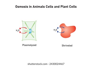 Ósmosis en Células Animales y Células Vegetales Diseño científico. Ilustración vectorial.	