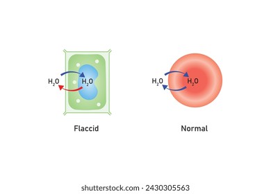 Osmosis in Animal Cells and Plant Cells Scientific Design. Vector Illustration.	