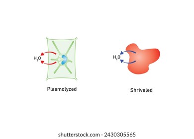 Osmosis in Animal Cells and Plant Cells Scientific Design. Vector Illustration.	