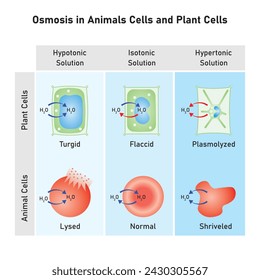 Osmosis in Animal Cells and Plant Cells Scientific Design. Vector Illustration.	