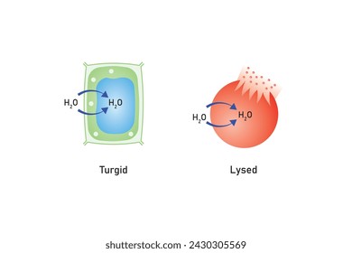 Osmosis in Animal Cells and Plant Cells Scientific Design. Vector Illustration.	