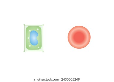 In: Osmosis in Animal Cells and Plant Cells Scientific Design. In: Vector Illustration.	