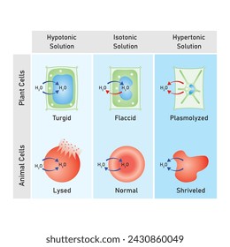 Ósmosis en Células Animales y Células Vegetales Diseño científico. Ilustración vectorial.	