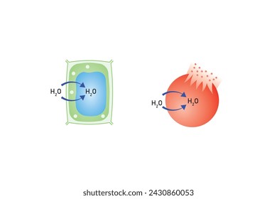 Osmosis in Animal Cells and Plant Cells Scientific Design. Vector Illustration.	