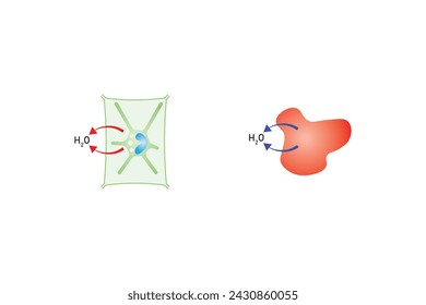 Ósmosis en Células Animales y Células Vegetales Diseño científico. Ilustración vectorial.	