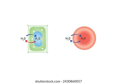 Osmosis in Animal Cells and Plant Cells Scientific Design. Vector Illustration.	