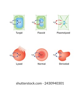 Osmosis in Animal Cells and Plant Cells Scientific Design. Vector Illustration.	