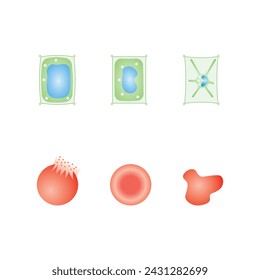 Osmosis in Animal Cells and Plant Cells Scientific Design. Vector Illustration.	