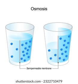 Osmosis. experiment with two glasses, semipermeable membrane, and salt water. The blue dots are particles driving the osmotic gradient. chemistry. Vector poster