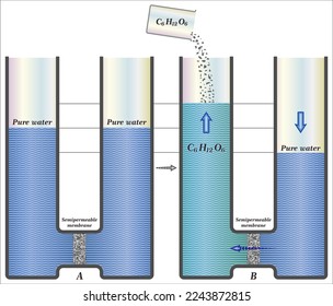 Osmosis is the movement of any solvent through a selectively permeable membrane into an area of higher solute concentration,