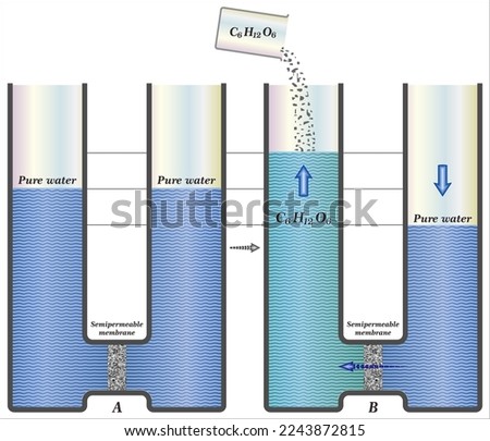 Osmosis is the movement of any solvent through a selectively permeable membrane into an area of higher solute concentration,