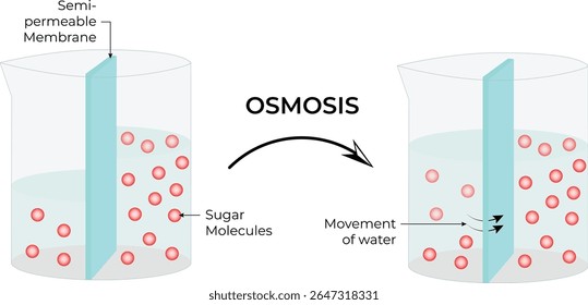 Osmose O Movimento da Água através de uma Membrana Semipermeável Projeto de Ilustração Médica