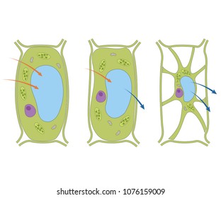 Osmosis In Plant Cell