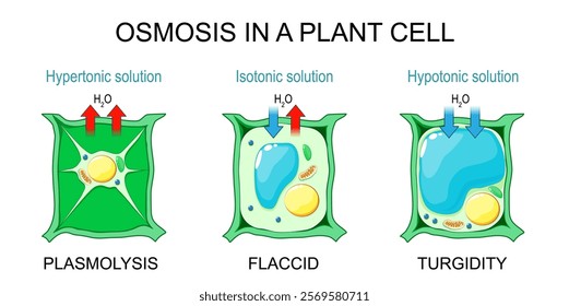 Osmosis in a plant cell. Plasmolysis in Hypertonic solution, Flaccid cell in Isotonic solution, and Turgidity in Hypotonic solution. Cells that lose water and absorb water by endosmosis. Turgor