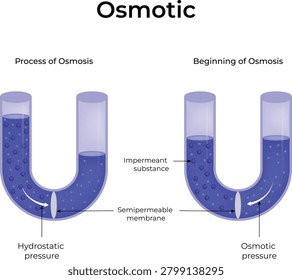 Osmosis process diagram with semipermeable membrane in U-shaped tube showing hydrostatic and osmotic pressure.