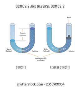 In Osmosis process Solvent passing through the semipermeable membrane from the less concentrated part to the more concentrated part. illustration of chemistry, Osmosis and Reverse Osmosis diagram.