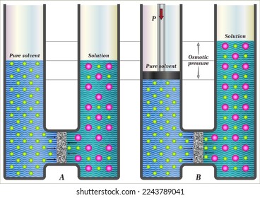 Osmosis results in the transfer of solvent molecules from a sample of low solute concentration to a sample of higher solute concentration.